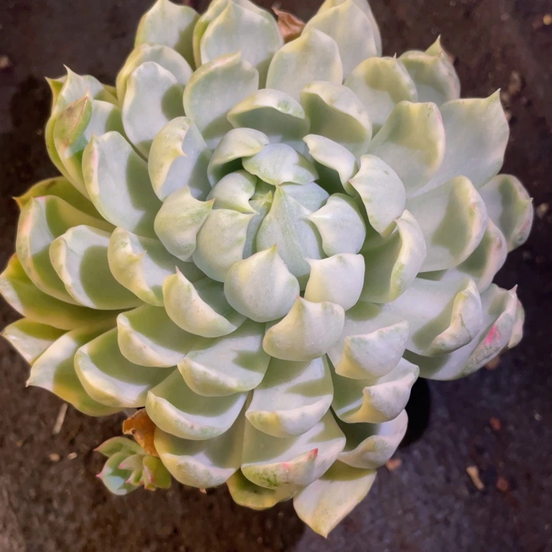 多肉植物盆栽多肉