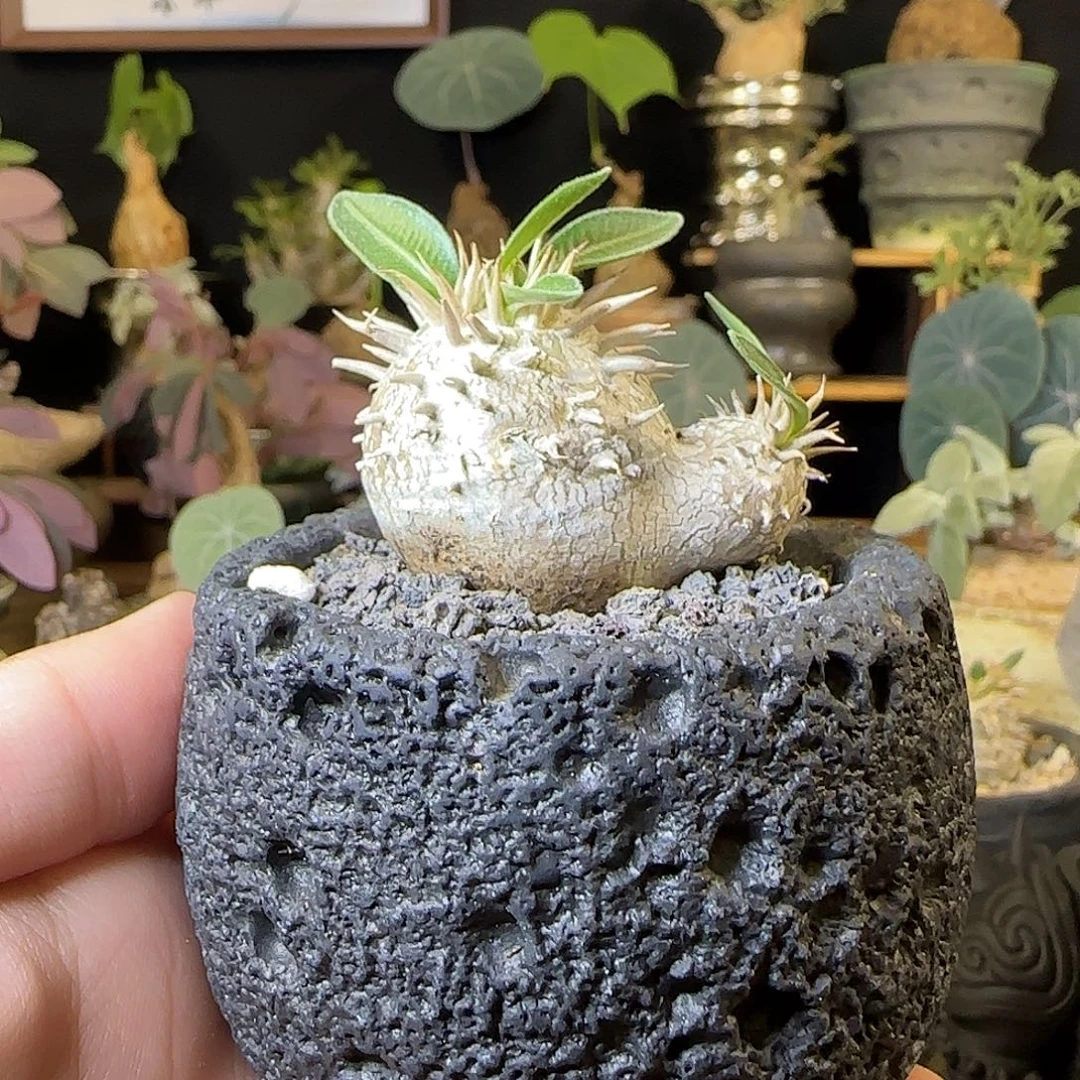 闪***!一物一拍惠比大黑