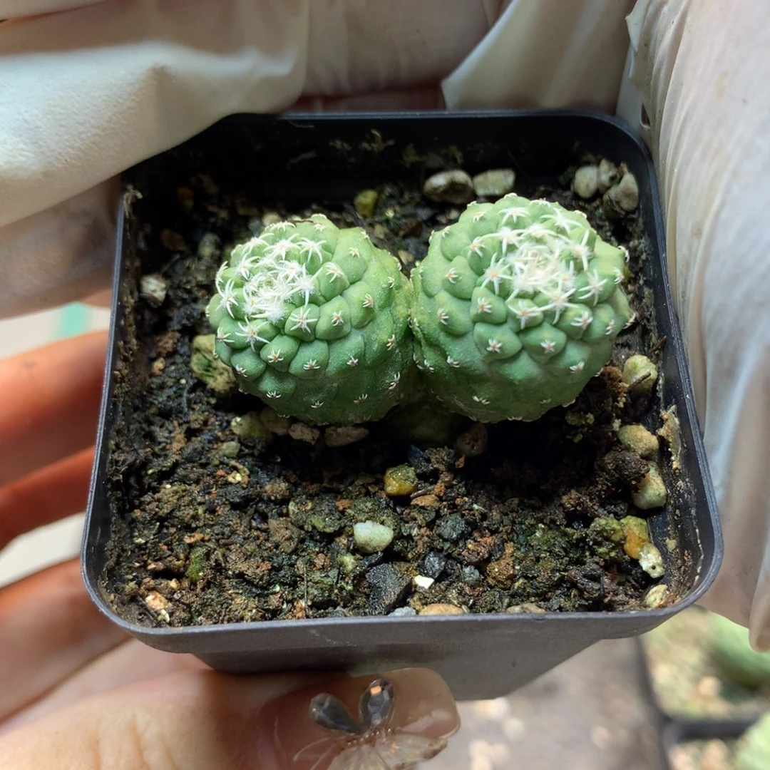 实生 双头 菊水 3.5公分起发(带盆土发货)