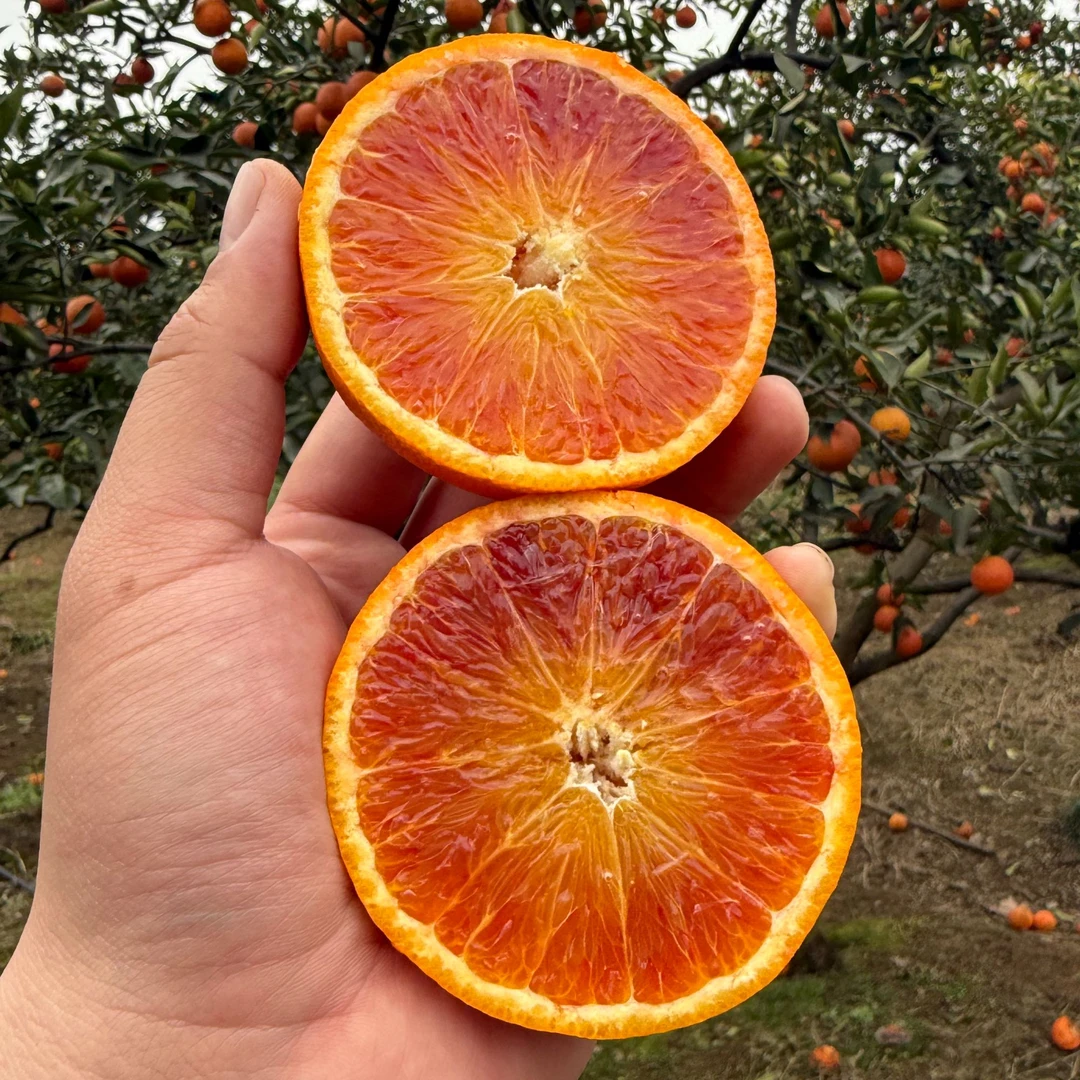 重庆血橙高山种植塔罗科血橙新鲜橙子采摘直发