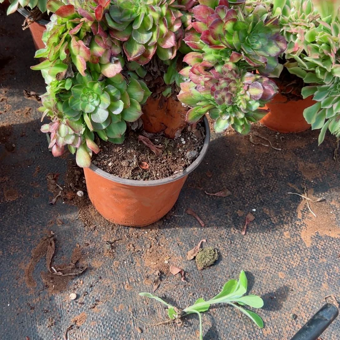 445 号多肉法师植物