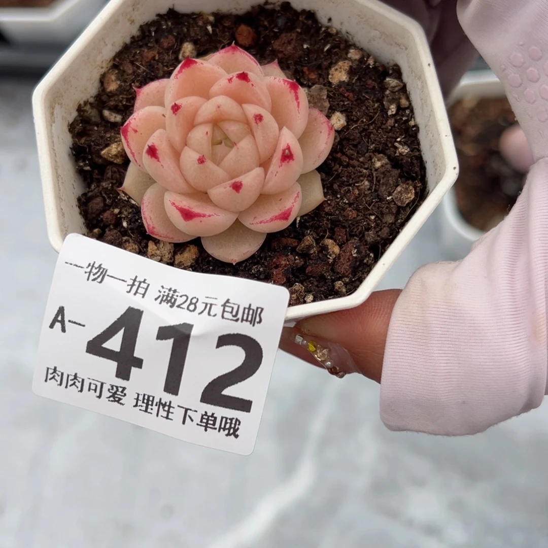 红枫多多肉多肉多肉多肉