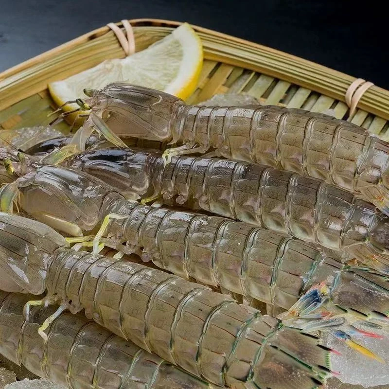 【东海野生皮皮虾】鲜活捕捞包鲜虾姑熟冻顺丰包邮