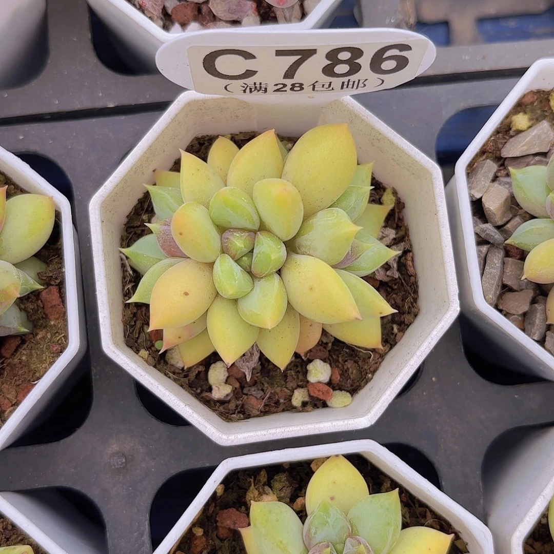 C786黄金象牙一物一拍