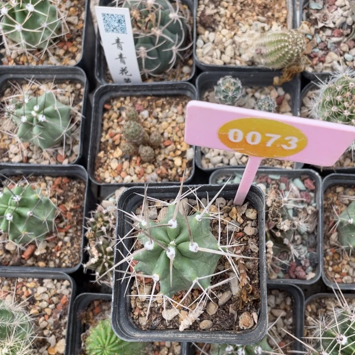 羴***实生狂刺虾00730073