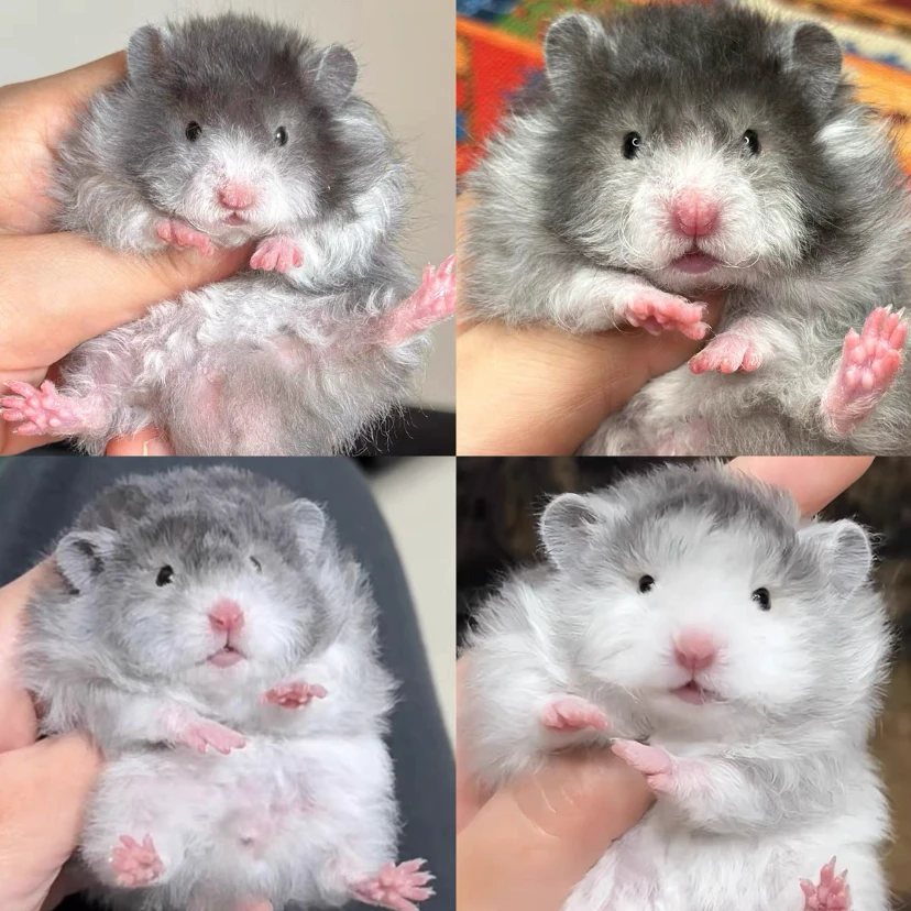 【包活七天】家养长毛卷毛波利纯银虎纹米熊金丝熊仓鼠宠物