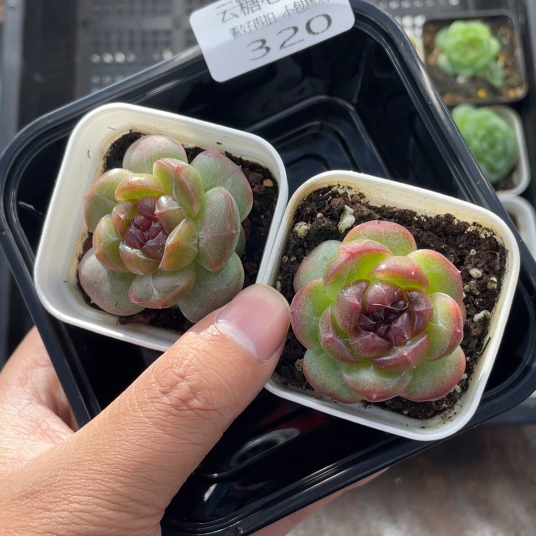m***i云糖心多肉植物320