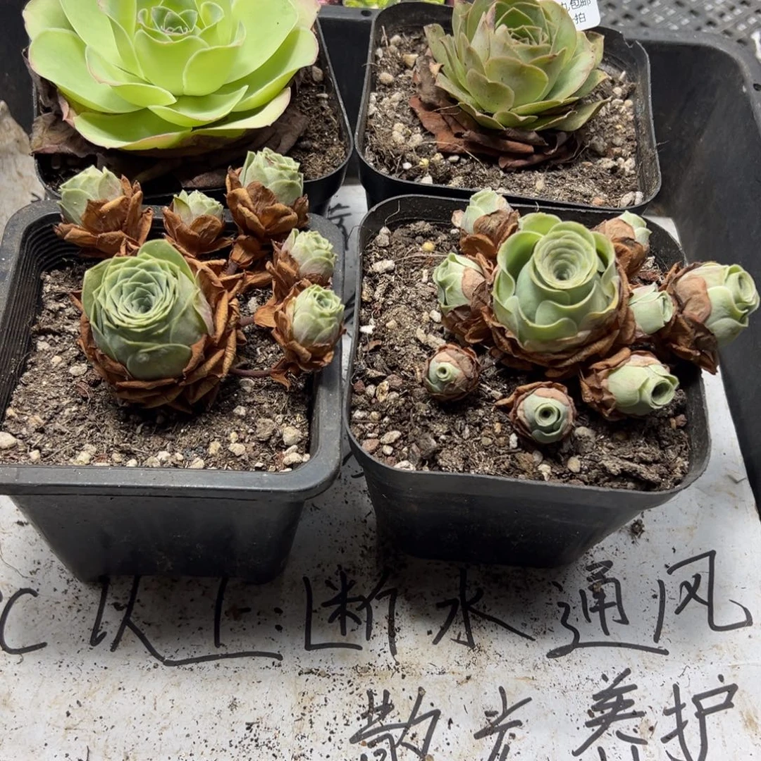 大***姐700 侧牙掉了不包损无售后