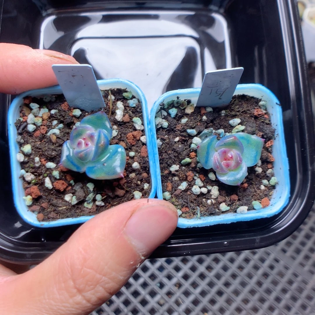 无花朵Q188。t51yyyyyyy