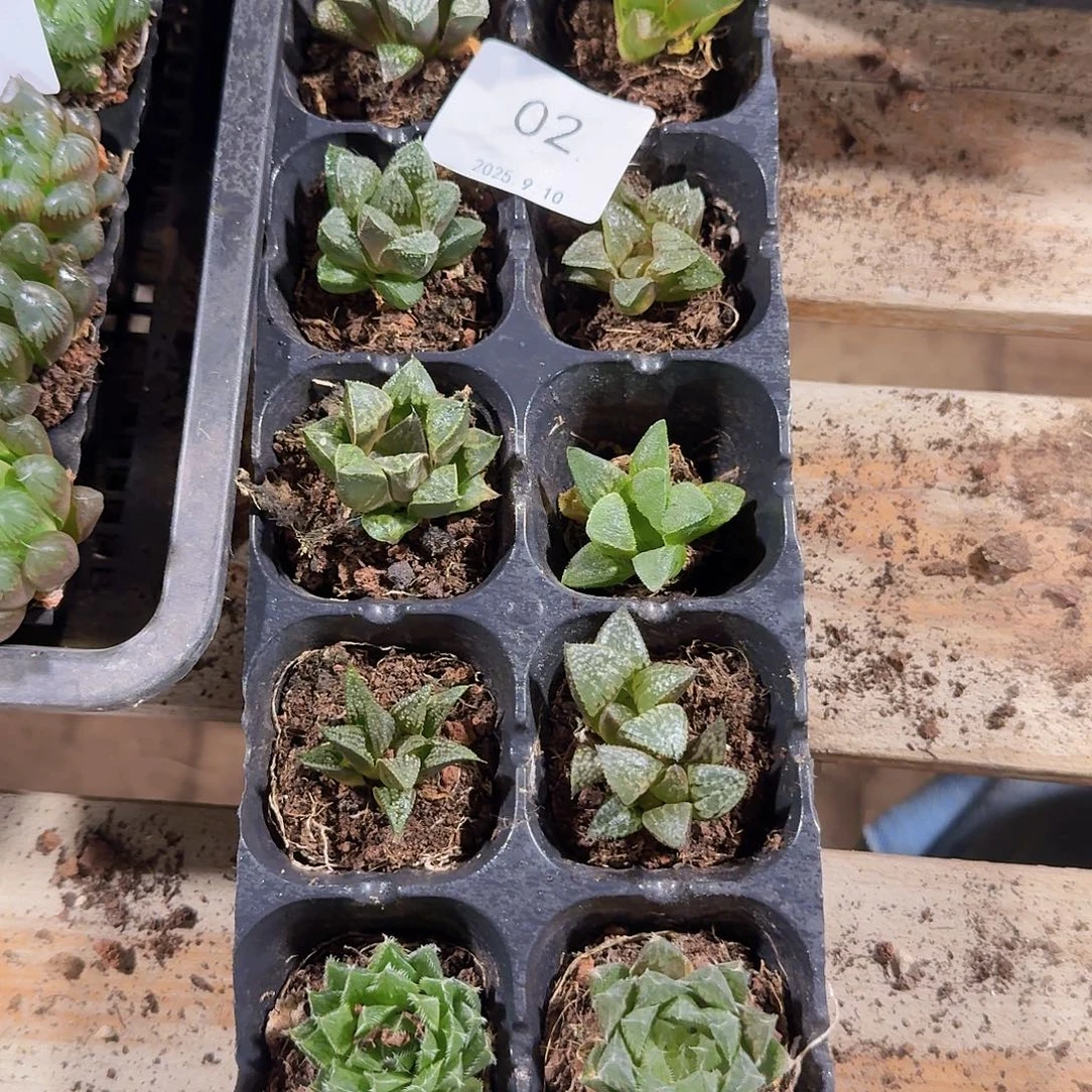 直播福利一物一拍02