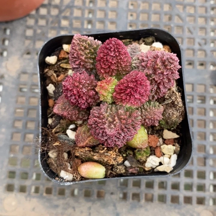 伯克利和格蕾纳等著名音乐