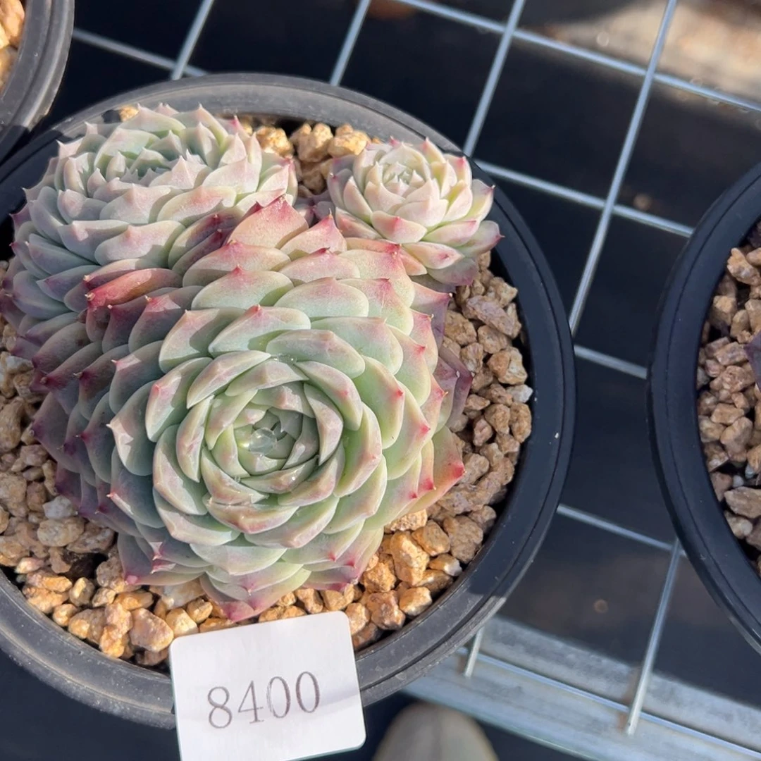 雨*?8400多肉多多多多多