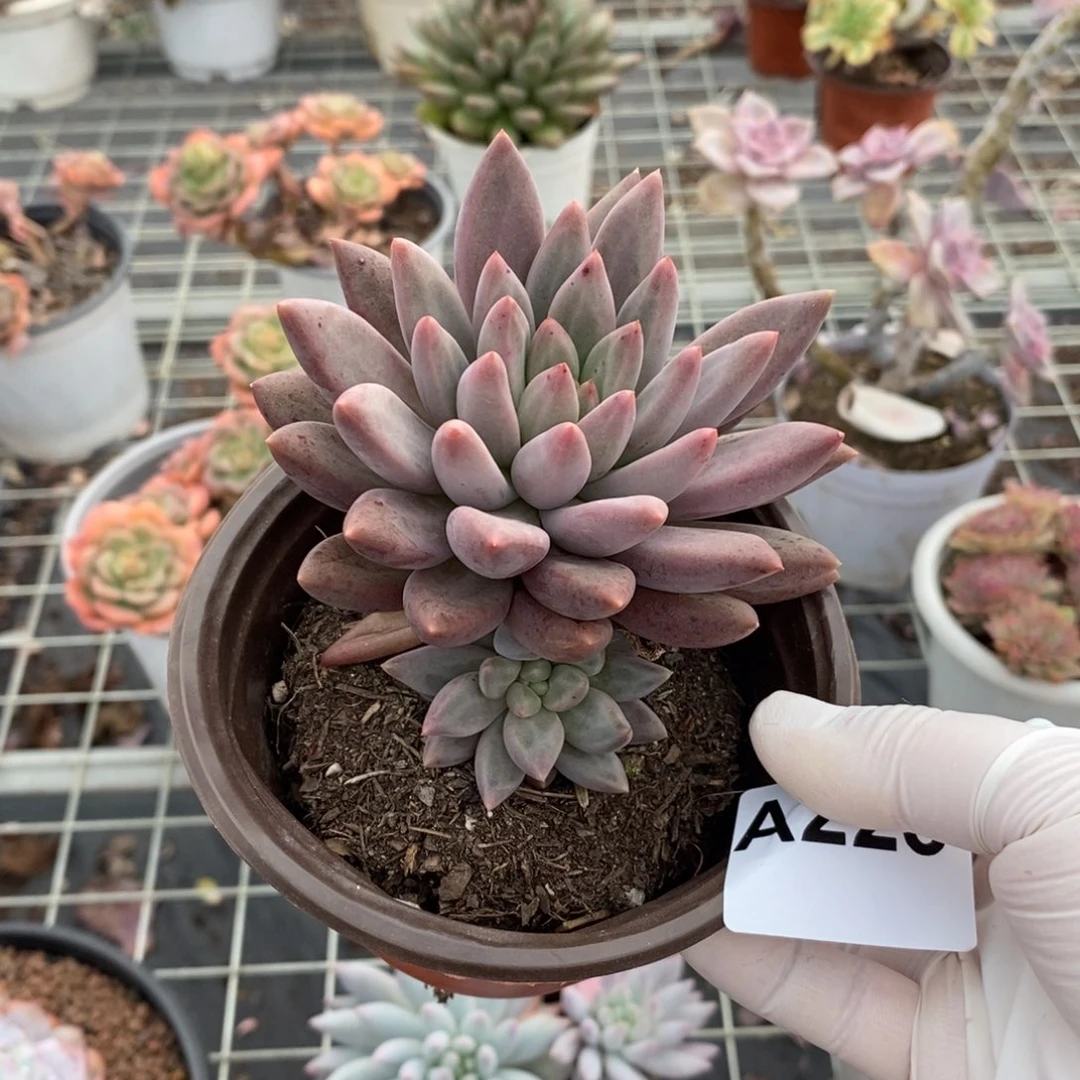 223红蜻蜓一物一拍