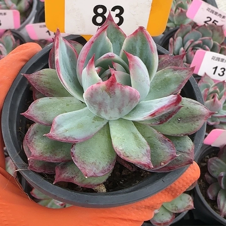 想***名83 惊鸿仙子多肉植物5-9cm