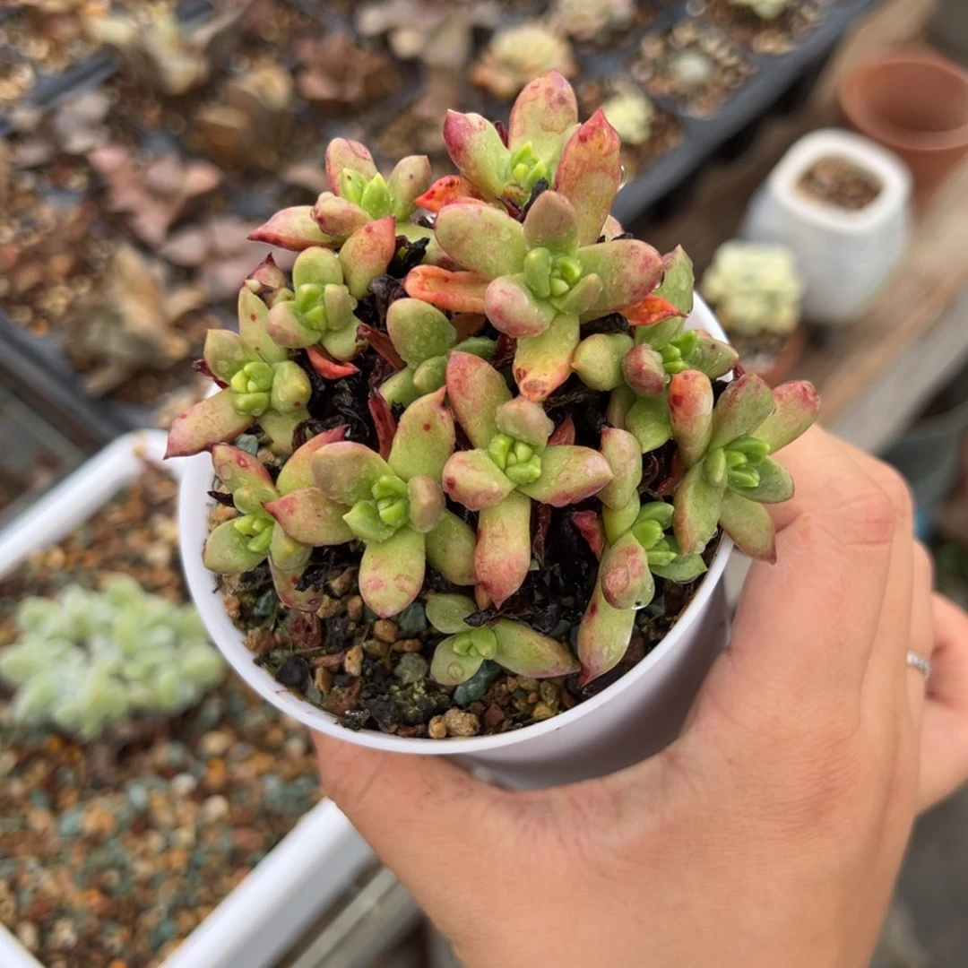 绿苹果叶13头哈哈哈哈