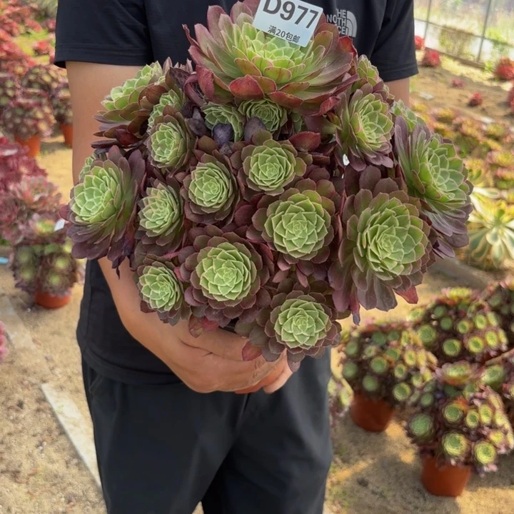 瑞妈多肉园艺977