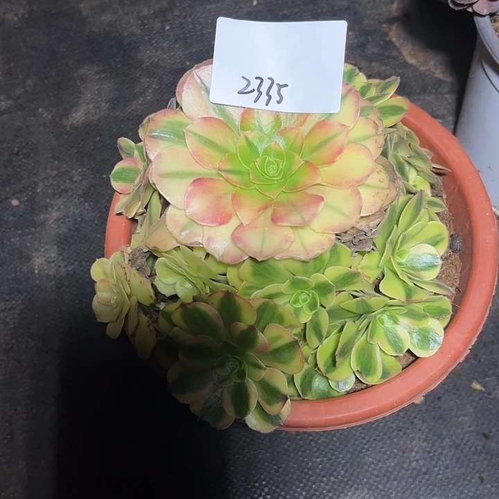 万7彩多肉植物2335