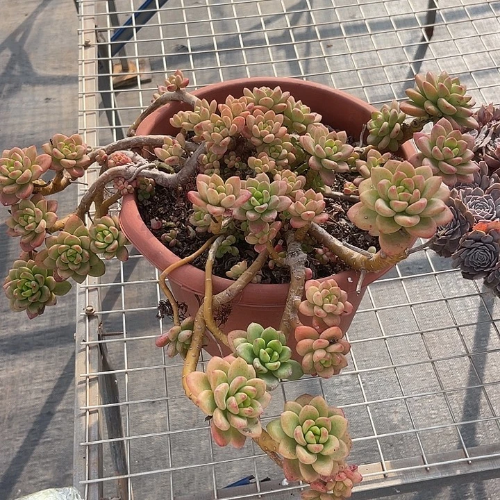 晨语多肉，一物一拍香格拉拉