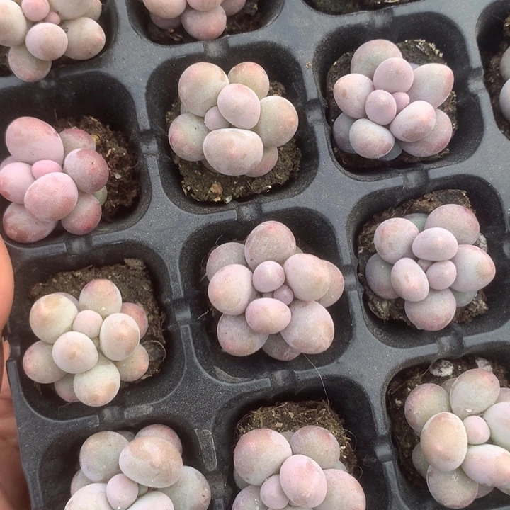 彩虹10颗。包邮。多肉。 多肉