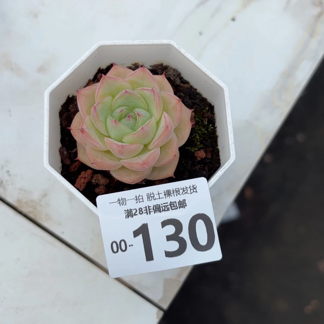 水晶玫瑰单头多肉多肉