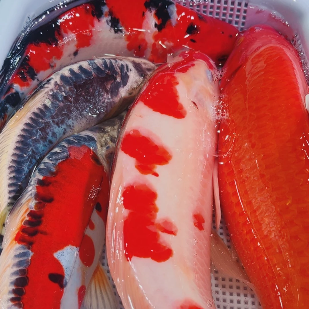 锦鲤锦鲤冷水鱼观赏103