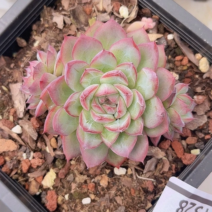 红鸾杂1328多肉植物