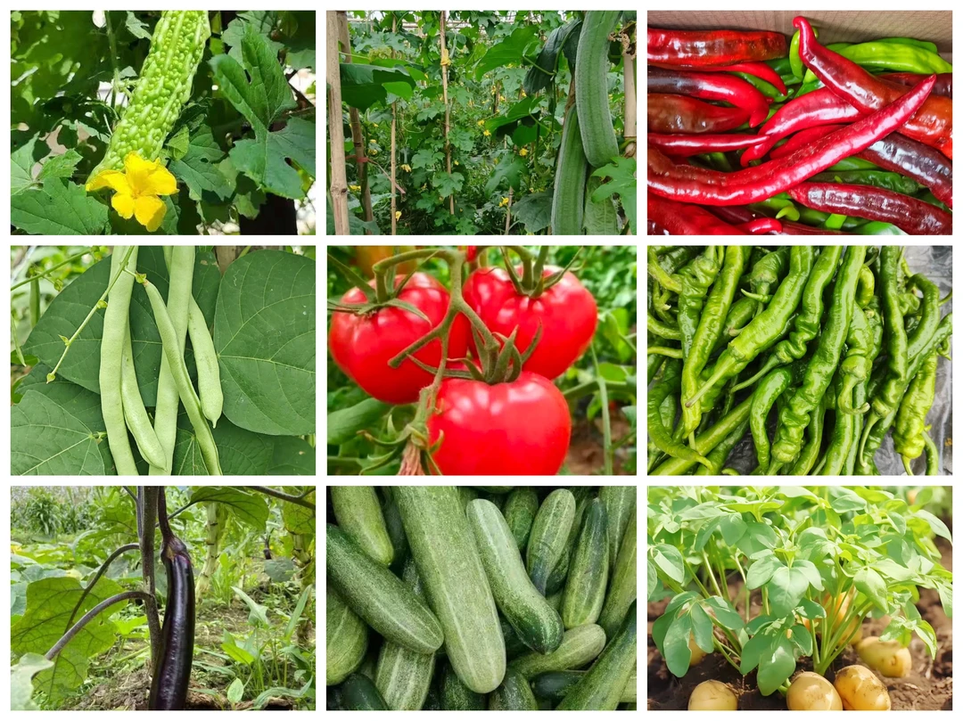 湘西高山青椒皮薄肉厚，中辣偏上