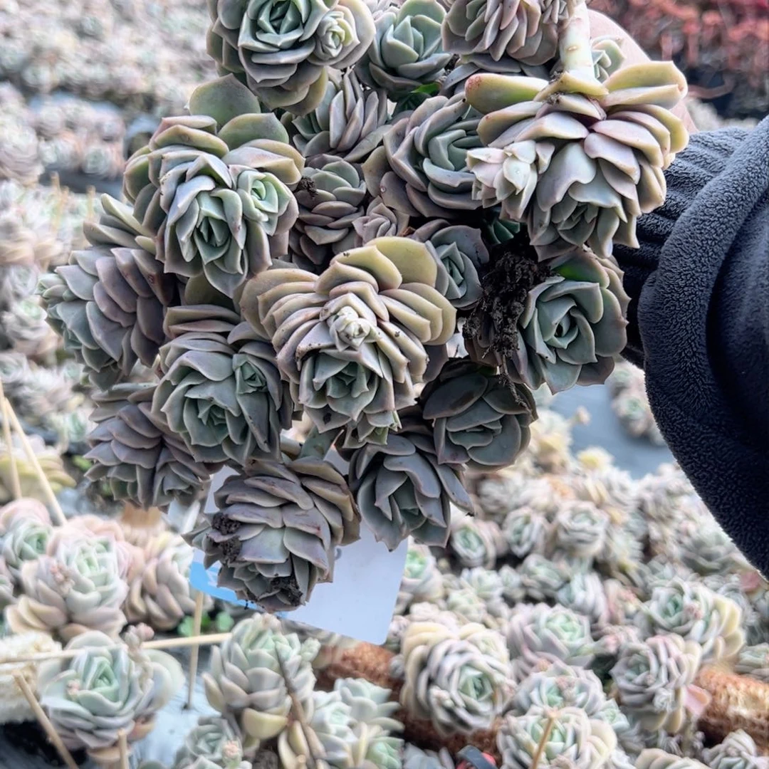 人**态a19可爱玫瑰可爱