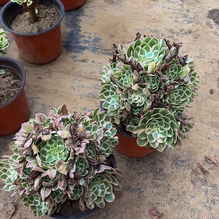 孔雀翎法师9.9多肉植物