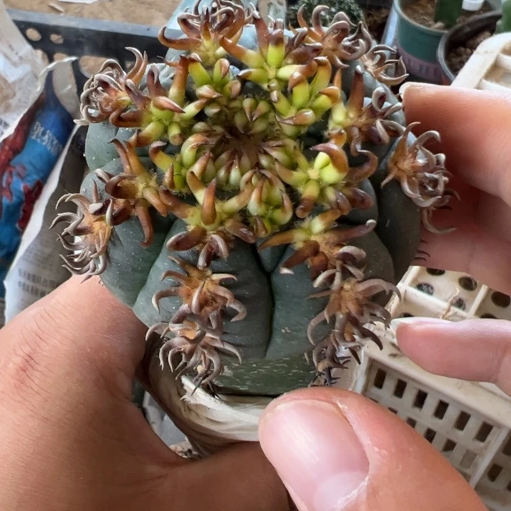 九刺猫爪仙人球3262号