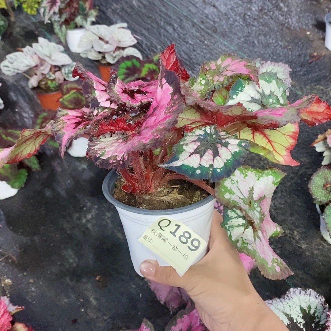 不开花植物桀***桀秋海棠189