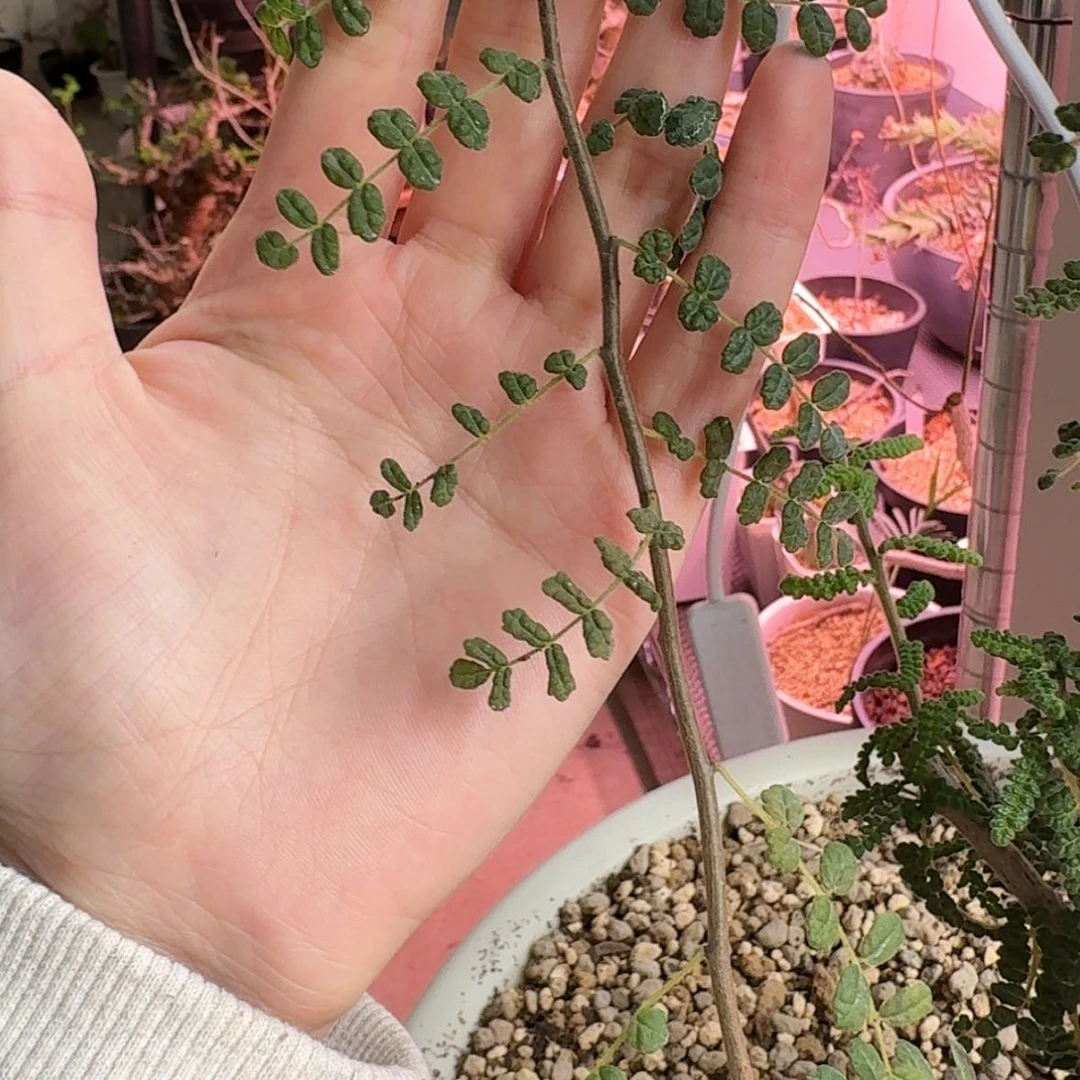 【闪购商品】泡泡叶橄榄随机发