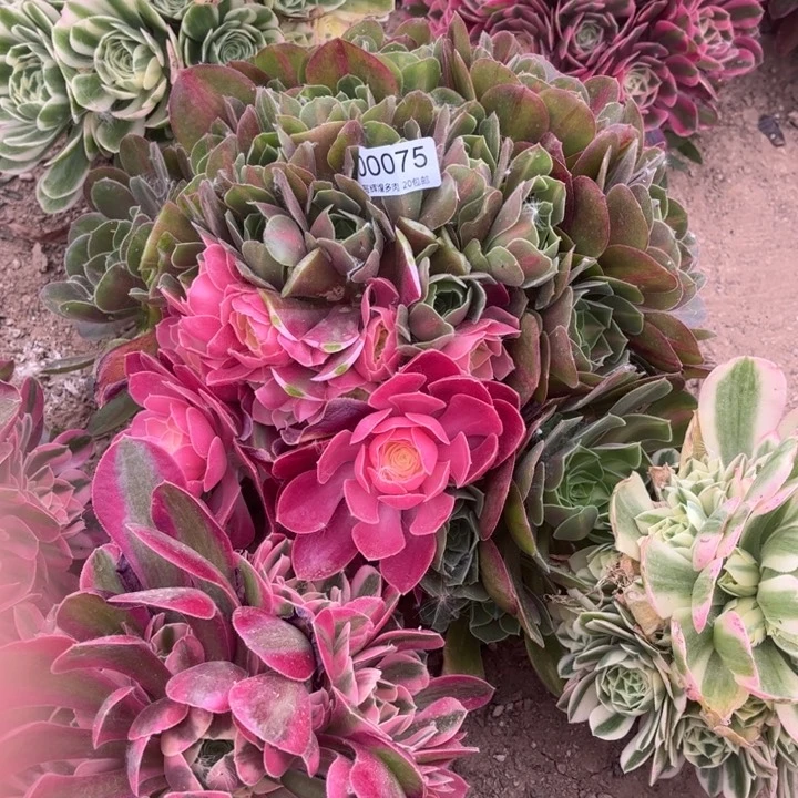 00075粉女巫多肉植物