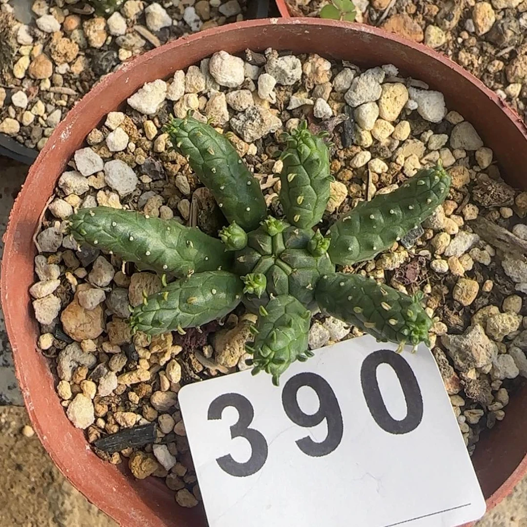 【闪购商品】K***n块根植物布纹球