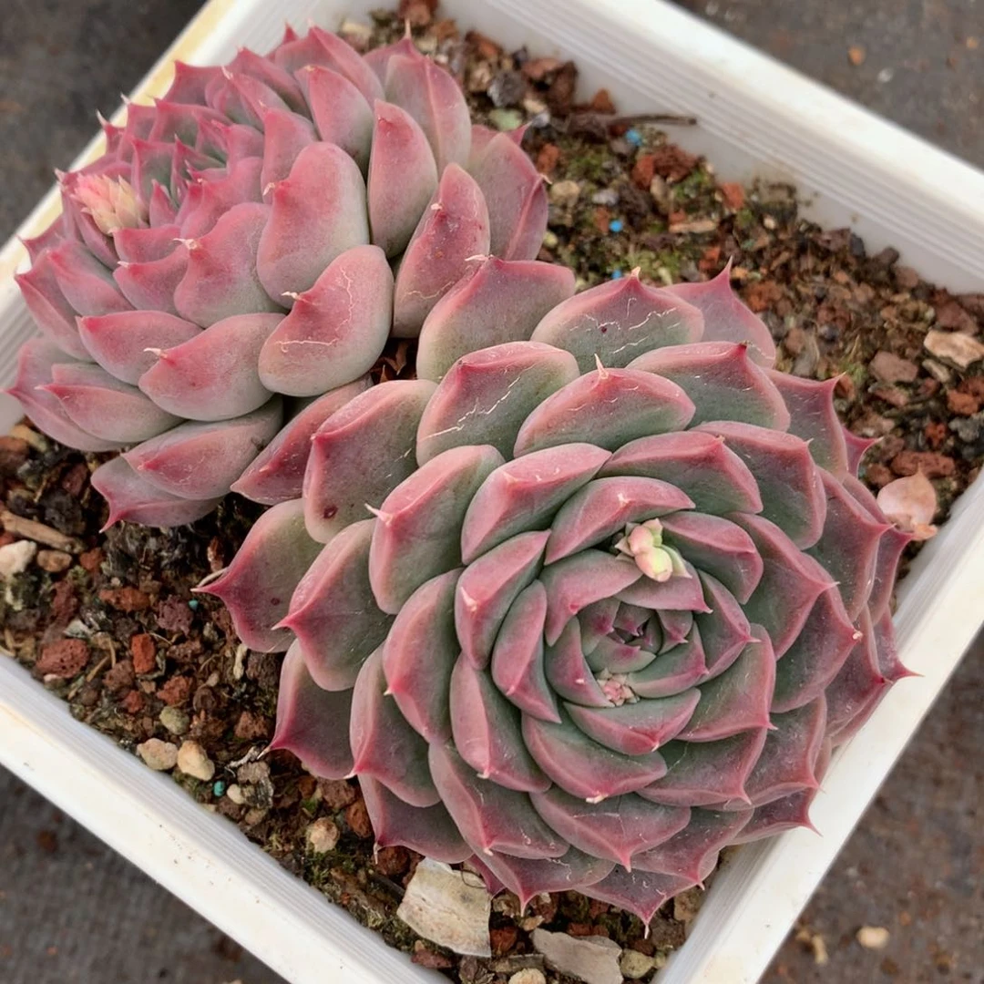 3246杂交多肉植物