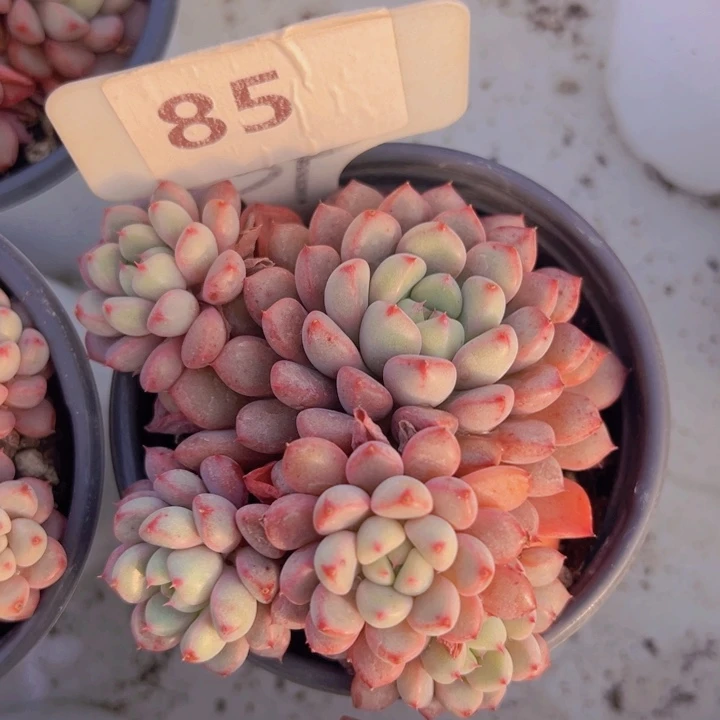 健健康康平平安安