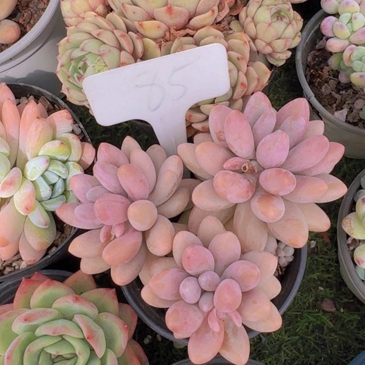 健健康康平平安安