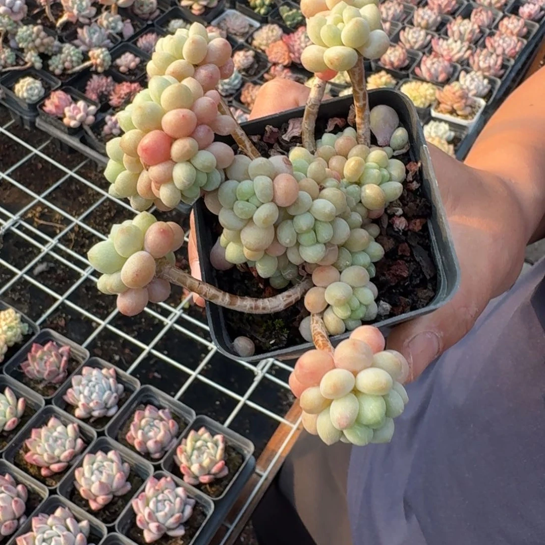 小鱼子酱多肉植物