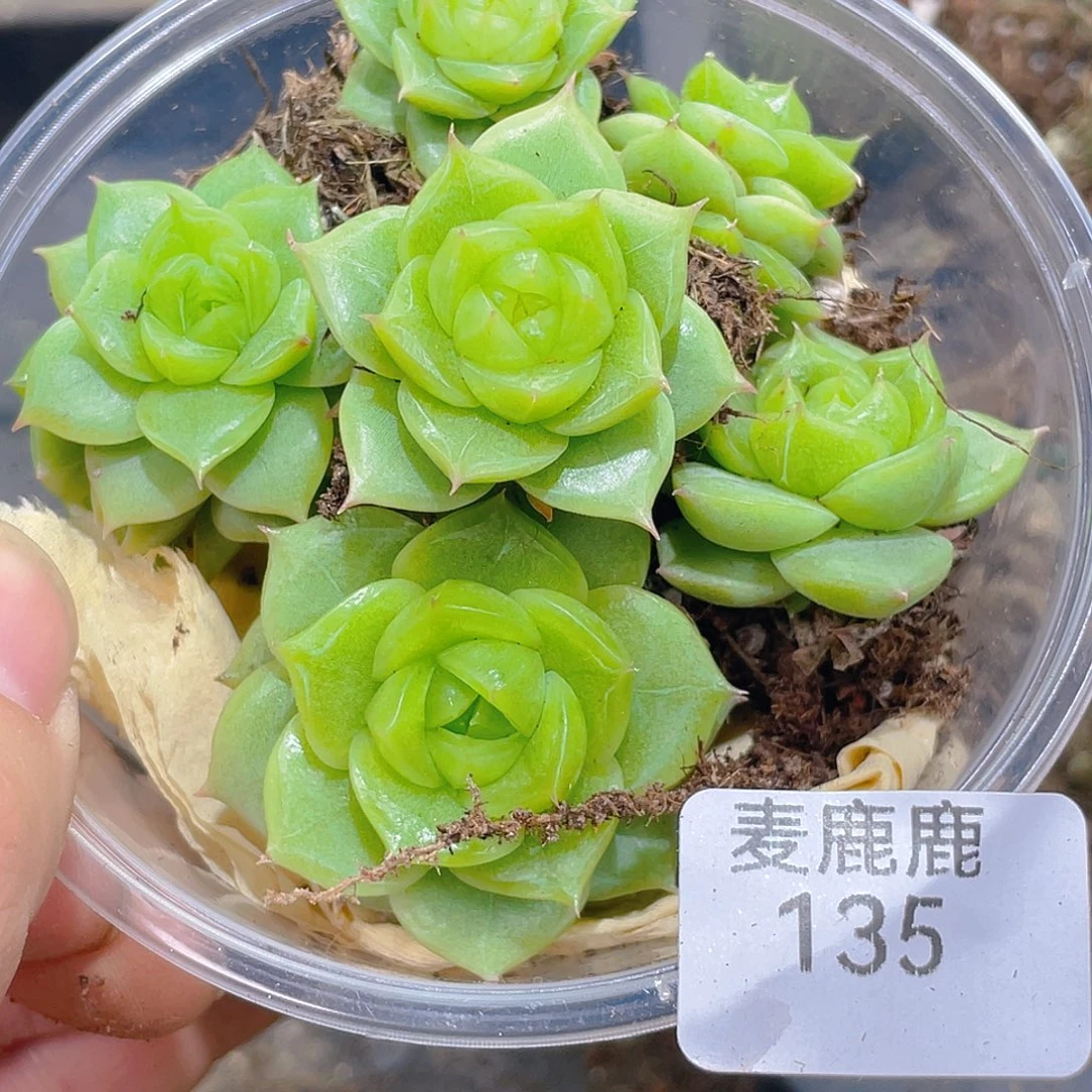 1***9135。 定。
