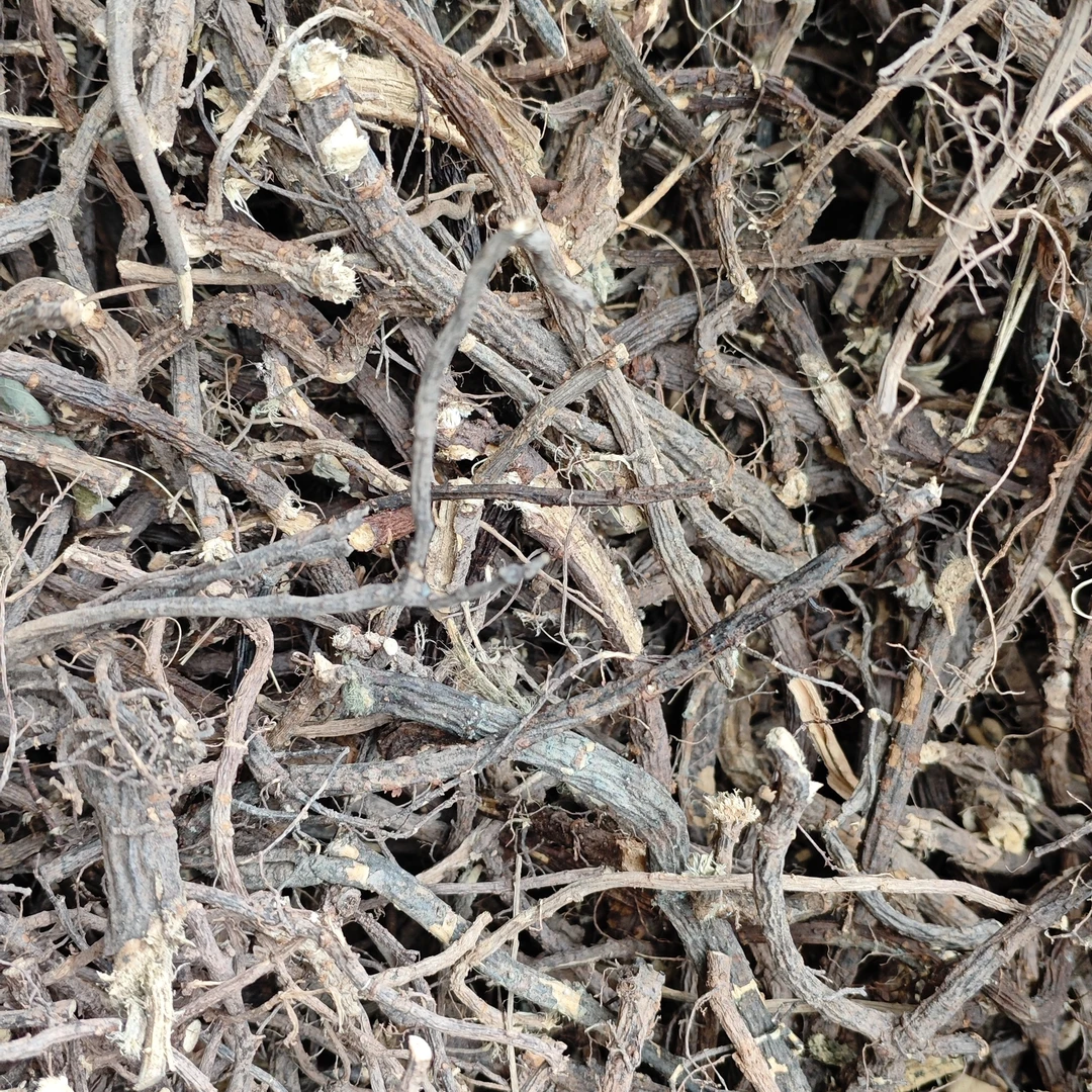 四川大山纯野生，非种植金雀根（阳雀花根，茶花根）