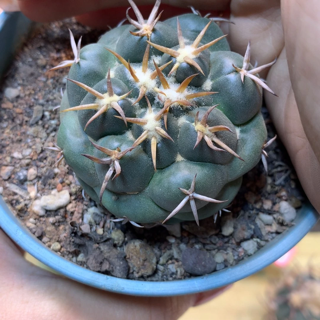 48号 实生 老桩 大尤安宅象牙5.5公分