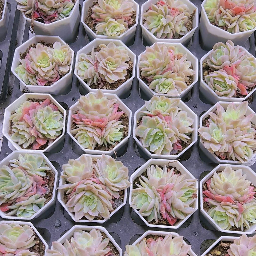 二代泡泡纱冰片锦群带盆带土19