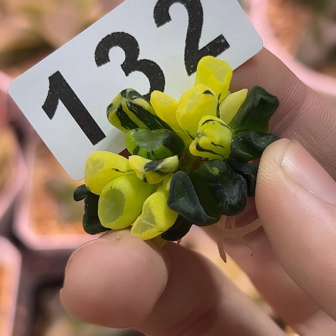 红红火火恍恍惚惚