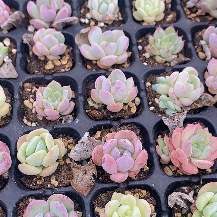 10 多肉植物盆栽花卉植物