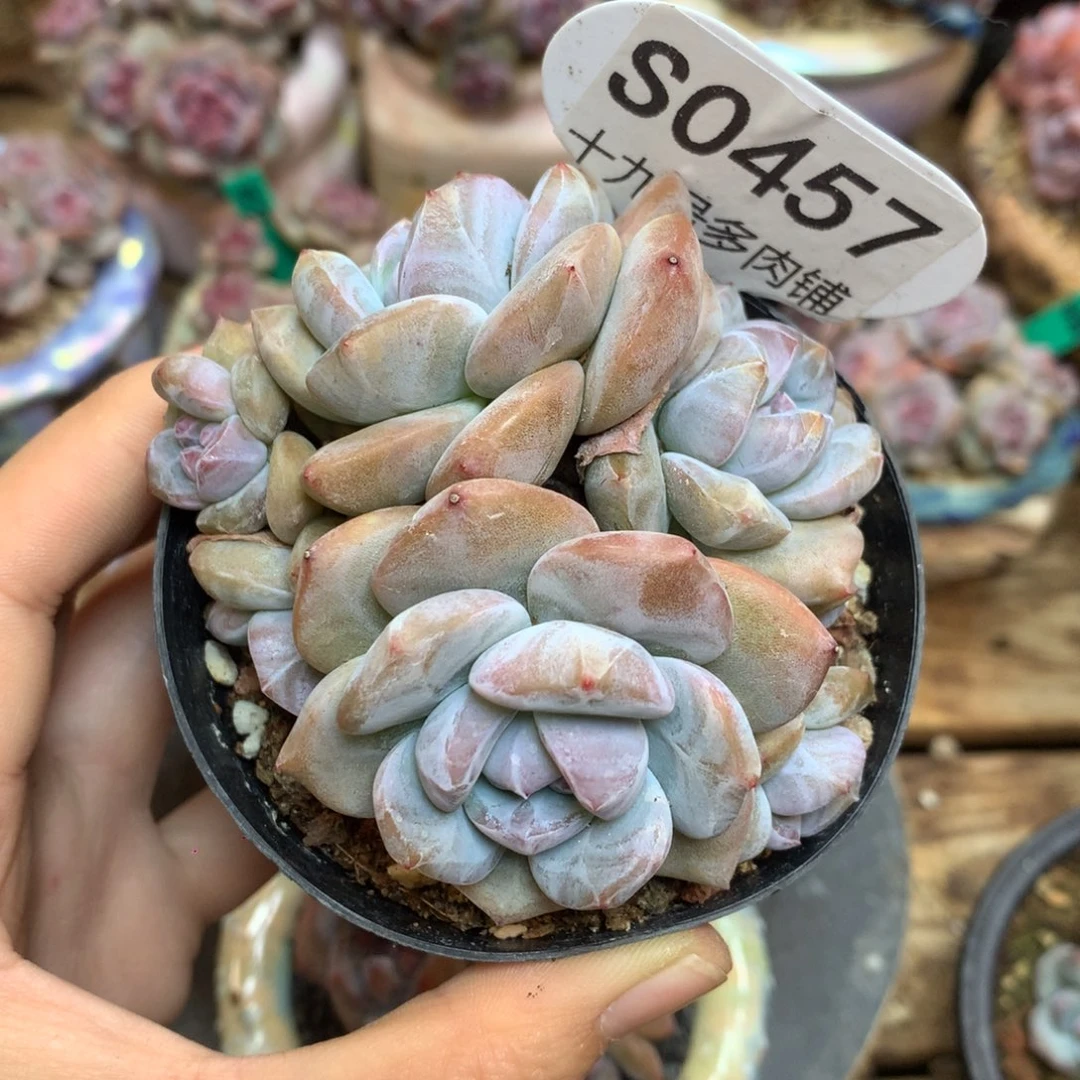 S0457 突尼斯 背景同款 7头