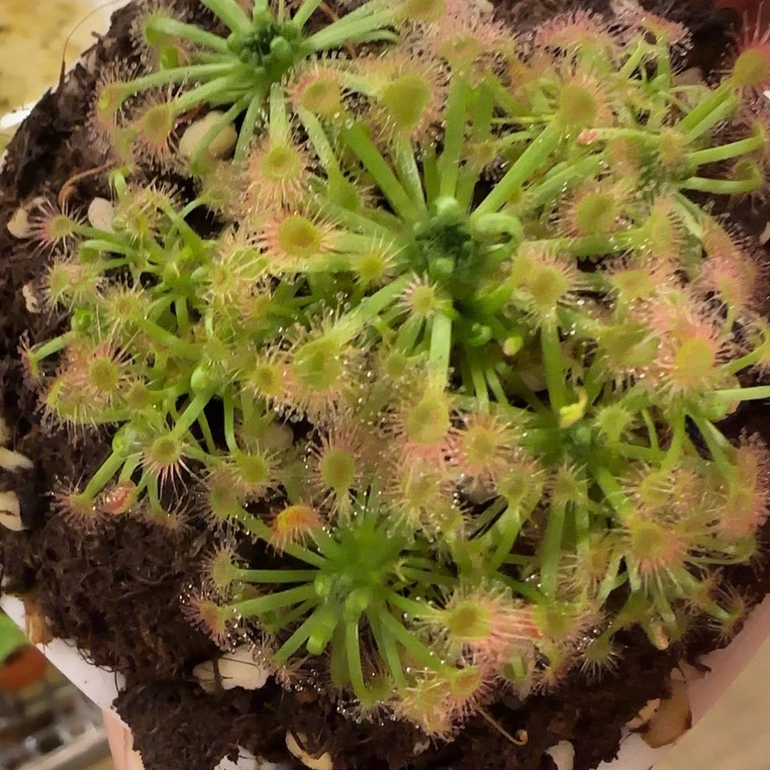 无花朵专拍迷你茅