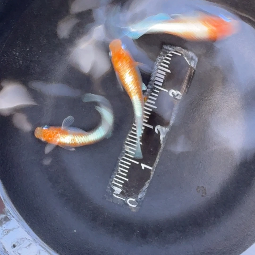 青鳉9号 帝王红白地球眼1公2母