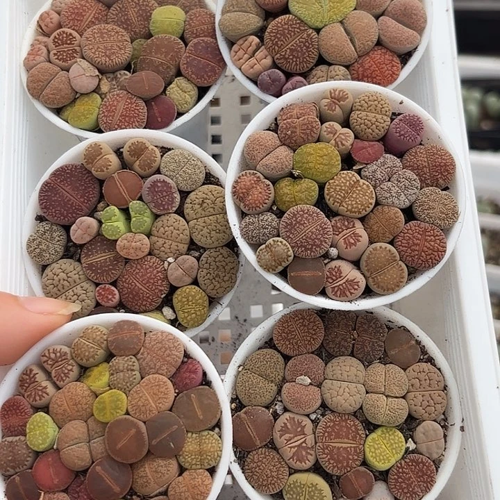 彩虹屁屁随机一盆生石花60万象盆