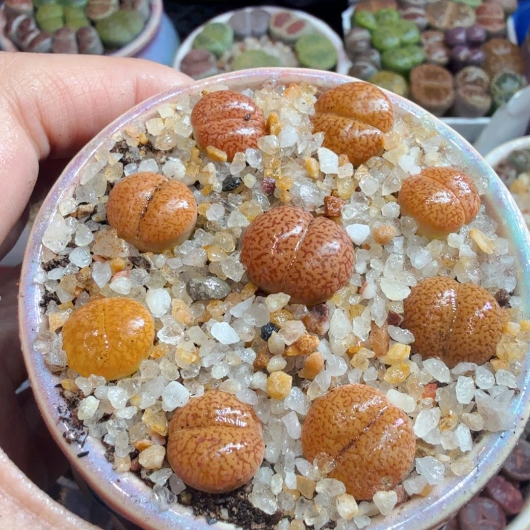 多肉福利带盆带土冲710