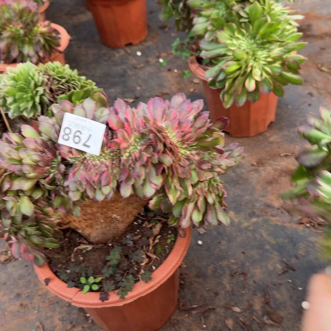 798荔枝xiaci 缀化多肉植物满28包邮